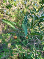 Sebastiania commersoniana