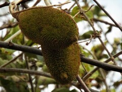 Amphilophium crucigerum