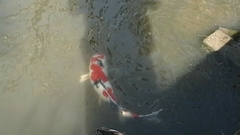 Cyprinus rubrofuscus