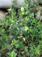 Arenaria serpyllifolia