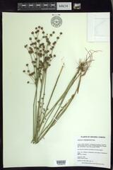 Juncus × nodosiformis