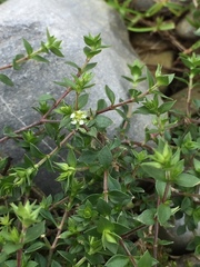 Arenaria serpyllifolia