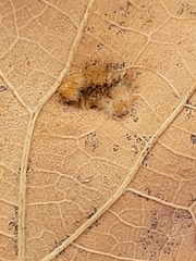 Aceria querci