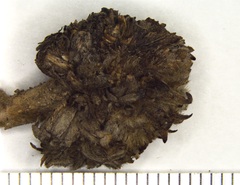 Andricus quercusfrondosus