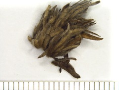 Andricus quercusfrondosus