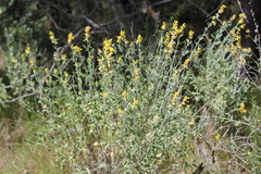 Anthyllis cytisoides