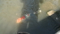 Cyprinus rubrofuscus