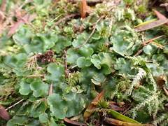 Lunularia