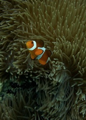 Amphiprion ocellaris