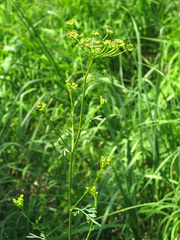 Seseli peucedanoides