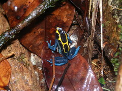 Dendrobates tinctorius