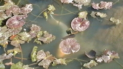 Cyprinus rubrofuscus
