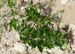Teedia lucida