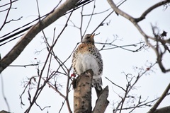 Turdus pilaris