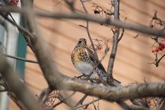 Turdus pilaris