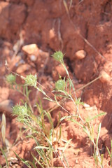 Atractylis cancellata