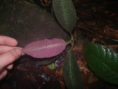 Nautilocalyx pictus