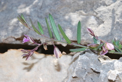 Polygala rupestris
