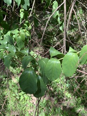Schisandra glabra