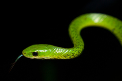 Philothamnus angolensis