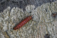 Battus polydamas