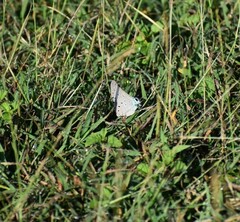 Pseudolycaena marsyas