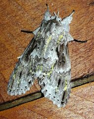 Iscadia chlorographa