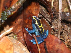 Dendrobates tinctorius
