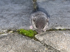 Peromyscus maniculatus