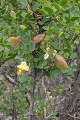 Colutea