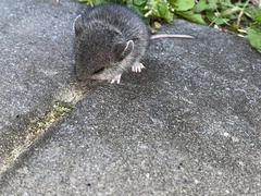 Peromyscus maniculatus