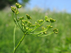 Seseli peucedanoides