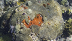 Pseudodiploria clivosa