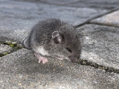 Peromyscus maniculatus