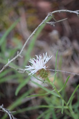 Centaurea linifolia