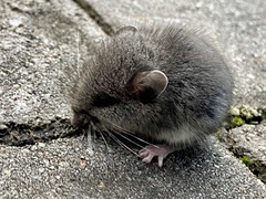 Peromyscus maniculatus