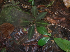 Nautilocalyx pictus