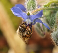 Osmia bicornis