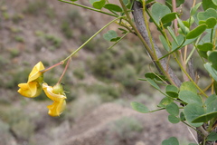 Colutea