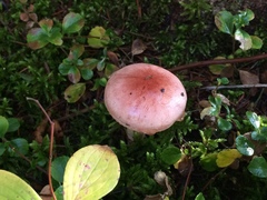 Gomphidius subroseus