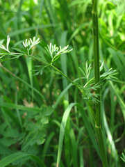 Seseli peucedanoides