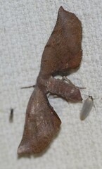 Parepisparis multicolora