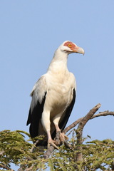 Gypohierax angolensis