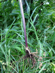 Seseli peucedanoides