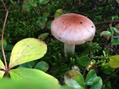 Gomphidius subroseus