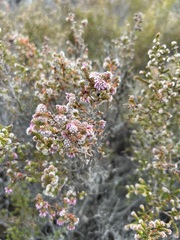 Blaeria