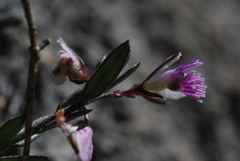 Polygala rupestris