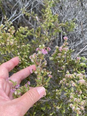Blaeria