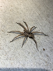 Tigrosa georgicola