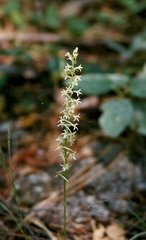 Platanthera transversa